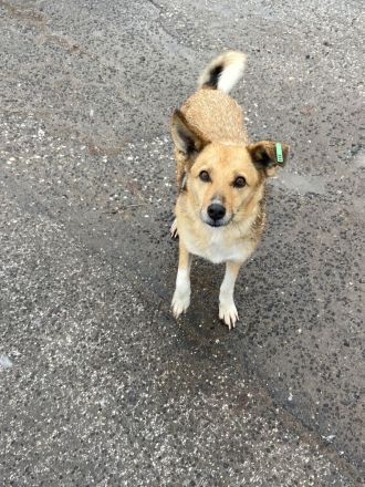 Cinderella - wartet geduldig auf ihr Happy End🍀❤️