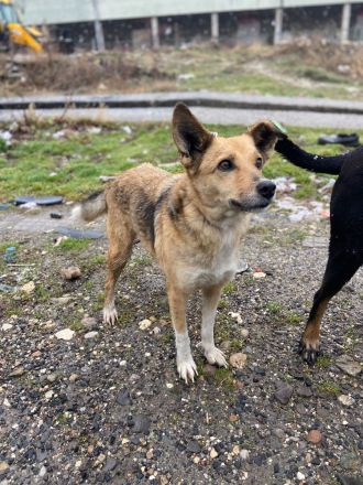 Cinderella - wartet geduldig auf ihr Happy End🍀❤️