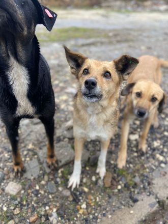 Cinderella - wartet geduldig auf ihr Happy End🍀❤️