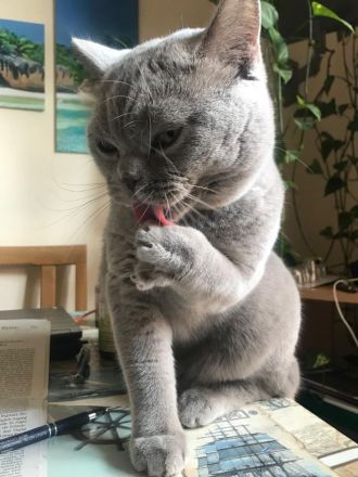 BKH Deckkater, reinrassig