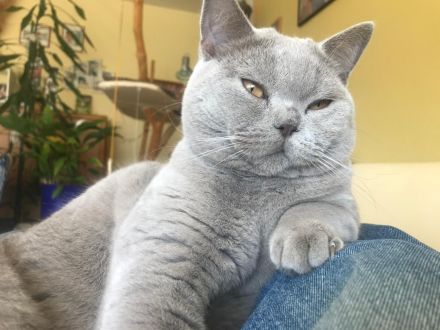 BKH Deckkater, reinrassig