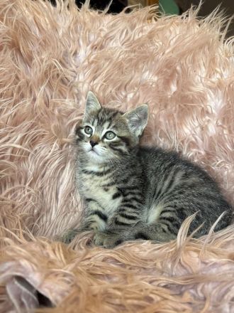 Sibirische Waldkatze/Neva Maskerade Kitten weiblich