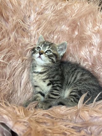 Sibirische Waldkatze/Neva Maskerade Kitten weiblich