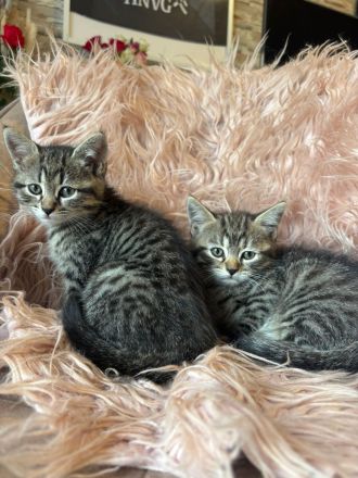 Sibirische Waldkatze/Neva Maskerade Kitten weiblich