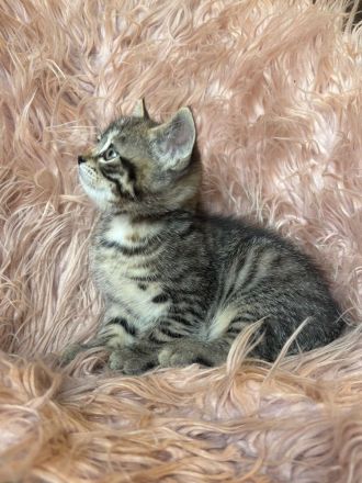 Sibirische Waldkatze/Neva Maskerade Kitten weiblich