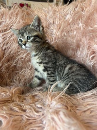 Sibirische Waldkatze/Neva Maskerade Kitten weiblich