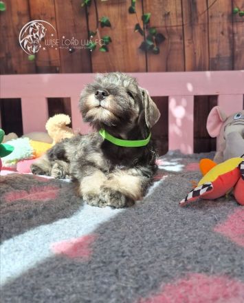 Zwergschnauzer Pfeffer und Salz, FCI-Stammbaum