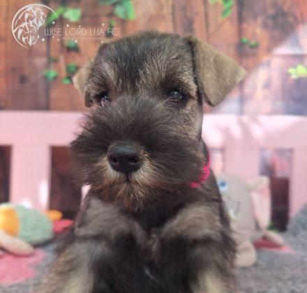 Zwergschnauzer Pfeffer und Salz, FCI-Stammbaum