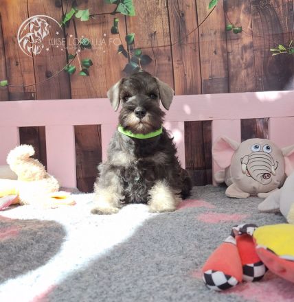 Zwergschnauzer Pfeffer und Salz, FCI-Stammbaum