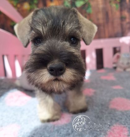 Zwergschnauzer Pfeffer und Salz, FCI-Stammbaum