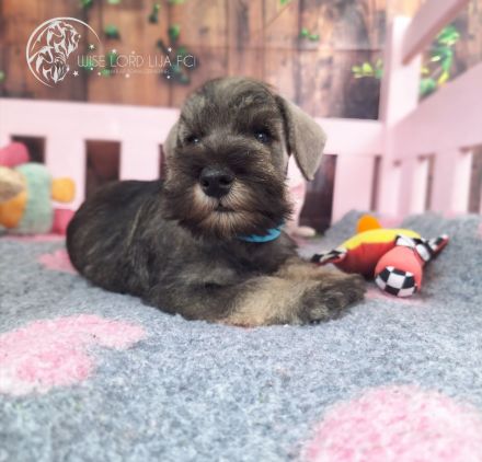 Zwergschnauzer Pfeffer und Salz, FCI-Stammbaum