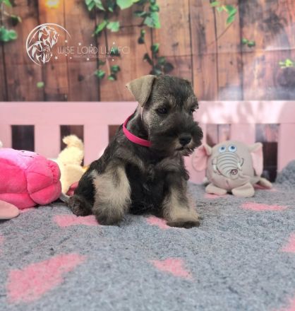 Zwergschnauzer Pfeffer und Salz, FCI-Stammbaum