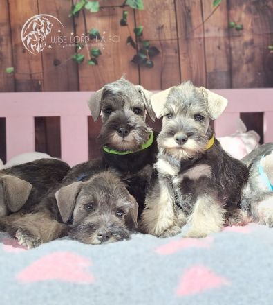 Zwergschnauzer Pfeffer und Salz, FCI-Stammbaum