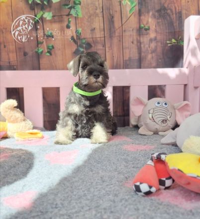 Zwergschnauzer Pfeffer und Salz, FCI-Stammbaum