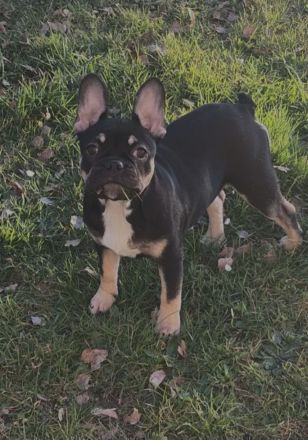 Französische bulldogge