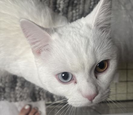 Schmusekater – Türkisch Angora, 1 Jahr alt, reinweiß mit verschiedenfarbigen Augen