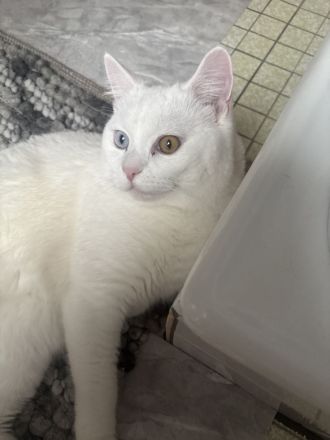 Schmusekater – Türkisch Angora, 1 Jahr alt, reinweiß mit verschiedenfarbigen Augen