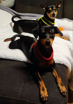 Immer die letzten- Pinscher Welpen – süße Racker suchen ein Zuhause! ✨