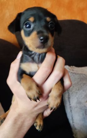 Immer die letzten- Pinscher Welpen – süße Racker suchen ein Zuhause! ✨