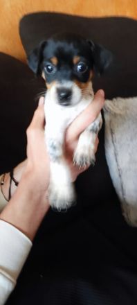 Immer die letzten- Pinscher Welpen – süße Racker suchen ein Zuhause! ✨