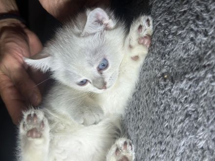 Süße BKH babykatzen