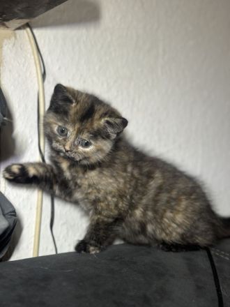 Süße BKH babykatzen