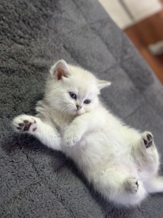 Süße BKH babykatzen