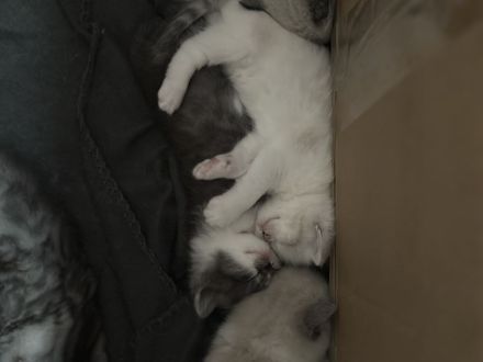 Süße BKH babykatzen