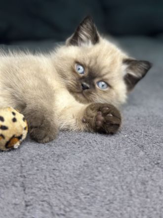 Süße BKH babykatzen