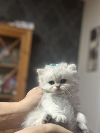 Süße BKH babykatzen