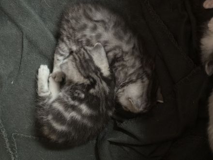 Süße BKH babykatzen