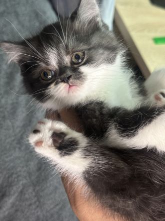 Süße BKH babykatzen