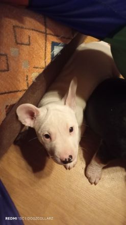 Alternativ French Bulldog/French Bulli