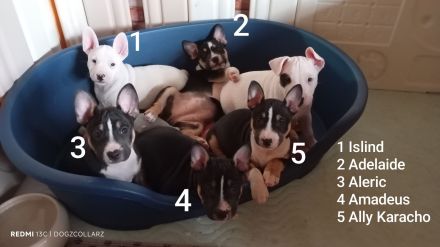 Alternativ French Bulldog/French Bulli