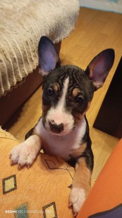 Alternativ French Bulldog/French Bulli