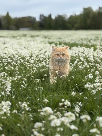 Deckkater verfügbar – Britisch Langhaar, 3 Jahre alt