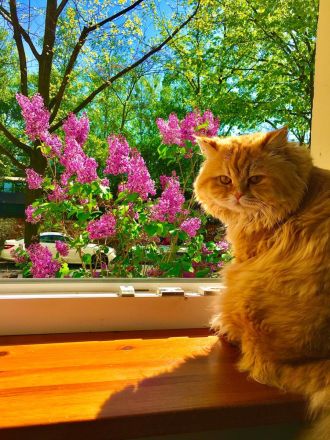 Deckkater verfügbar – Britisch Langhaar, 3 Jahre alt