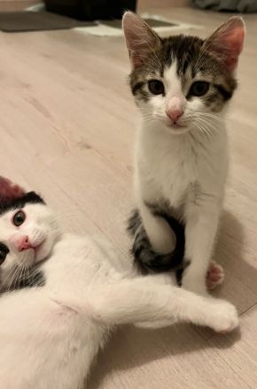 Maine Coon Perser Mix Katzenbabys ab Juni in liebevolle Hände abzugeben (150 EUR)