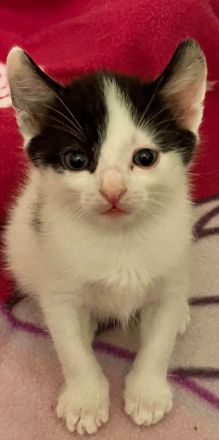 Maine Coon Perser Mix Katzenbabys ab Juni in liebevolle Hände abzugeben (150 EUR)