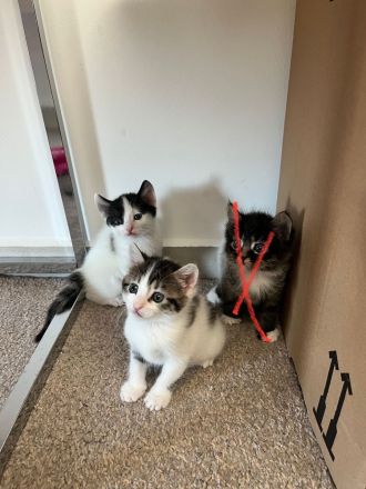 Maine Coon Perser Mix Katzenbabys ab Juni in liebevolle Hände abzugeben (150 EUR)