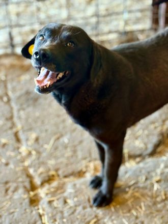 Suerte, 2 Jahre, freundlich, aktiv, möchte adoptoiert werden