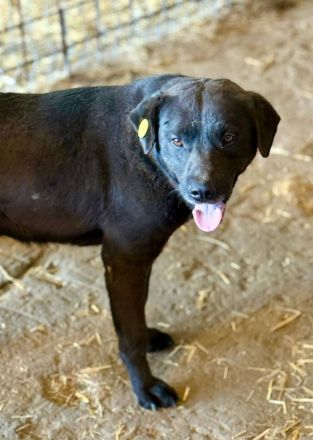 Suerte, 2 Jahre, freundlich, aktiv, möchte adoptoiert werden