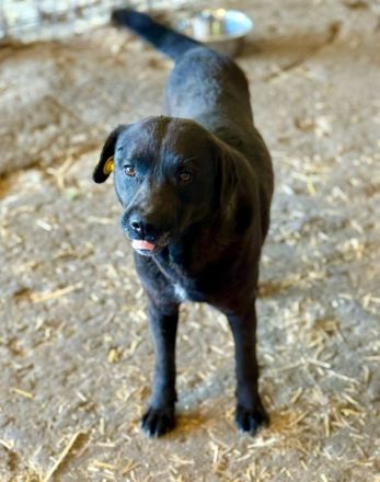 Suerte, 2 Jahre, freundlich, aktiv, möchte adoptoiert werden