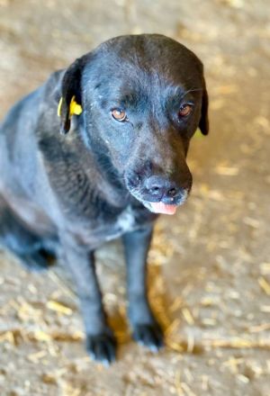 Suerte, 2 Jahre, freundlich, aktiv, möchte adoptoiert werden