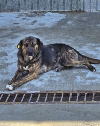 Vin Diesel, 2 Jahre alt, freundlichm Menschen bezogen, möchte in seinem Zuhause ankommen