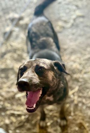 Vin Diesel, 2 Jahre alt, freundlichm Menschen bezogen, möchte in seinem Zuhause ankommen