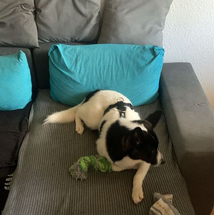 Heidi sucht ein zu hause