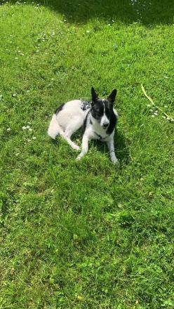 Heidi sucht ein zu hause