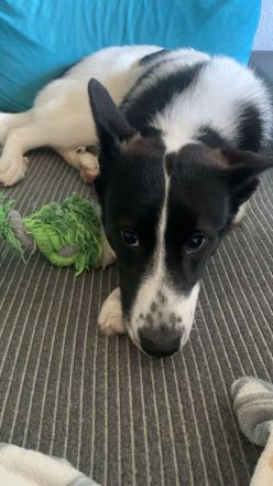 Heidi sucht ein zu hause