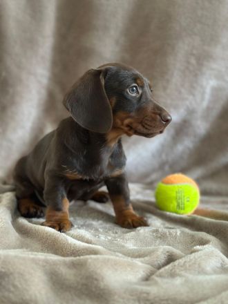 Zwergdackel Welpen